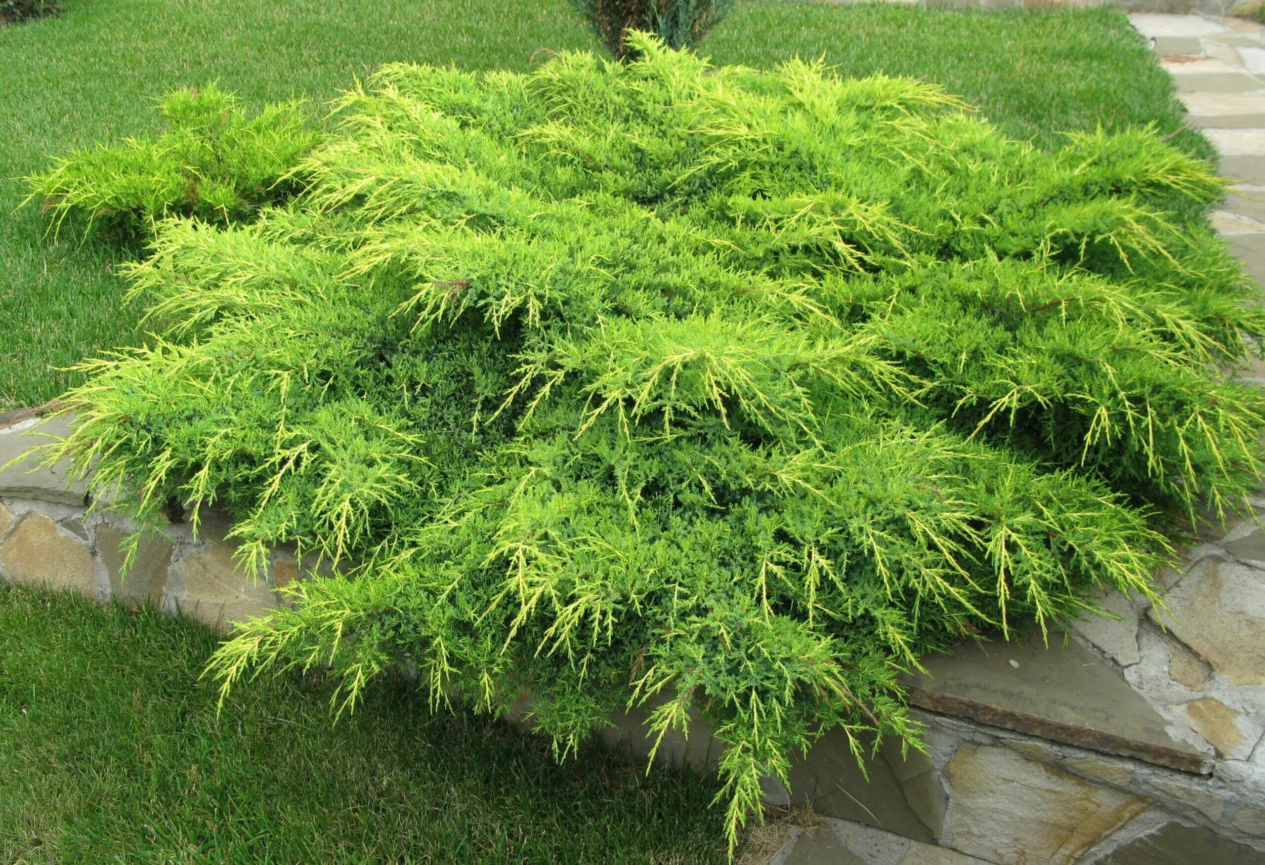 Juniperus media