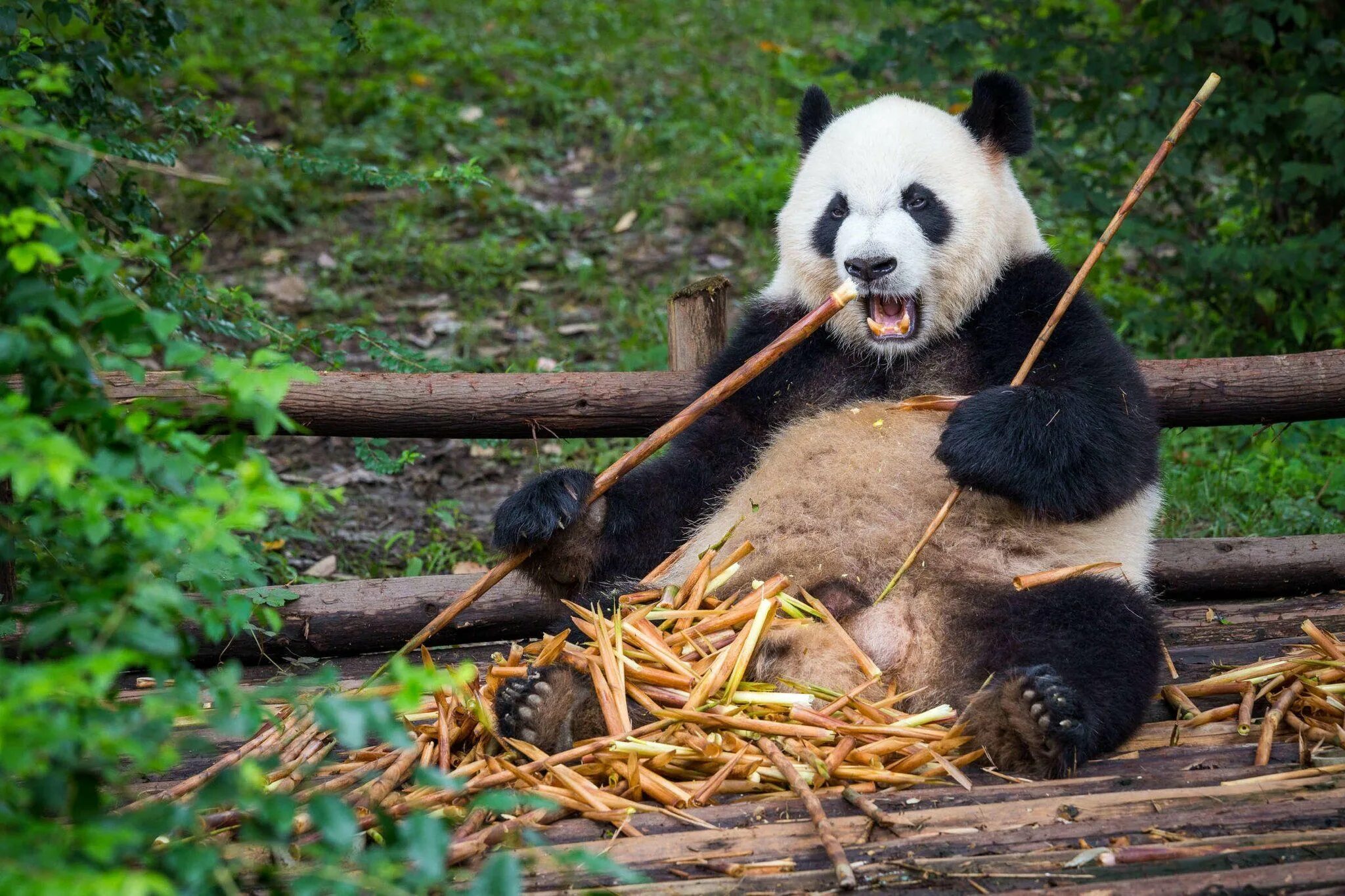 Как использовать pandas