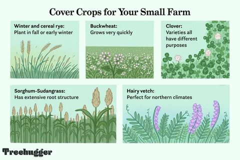 Cover crops
