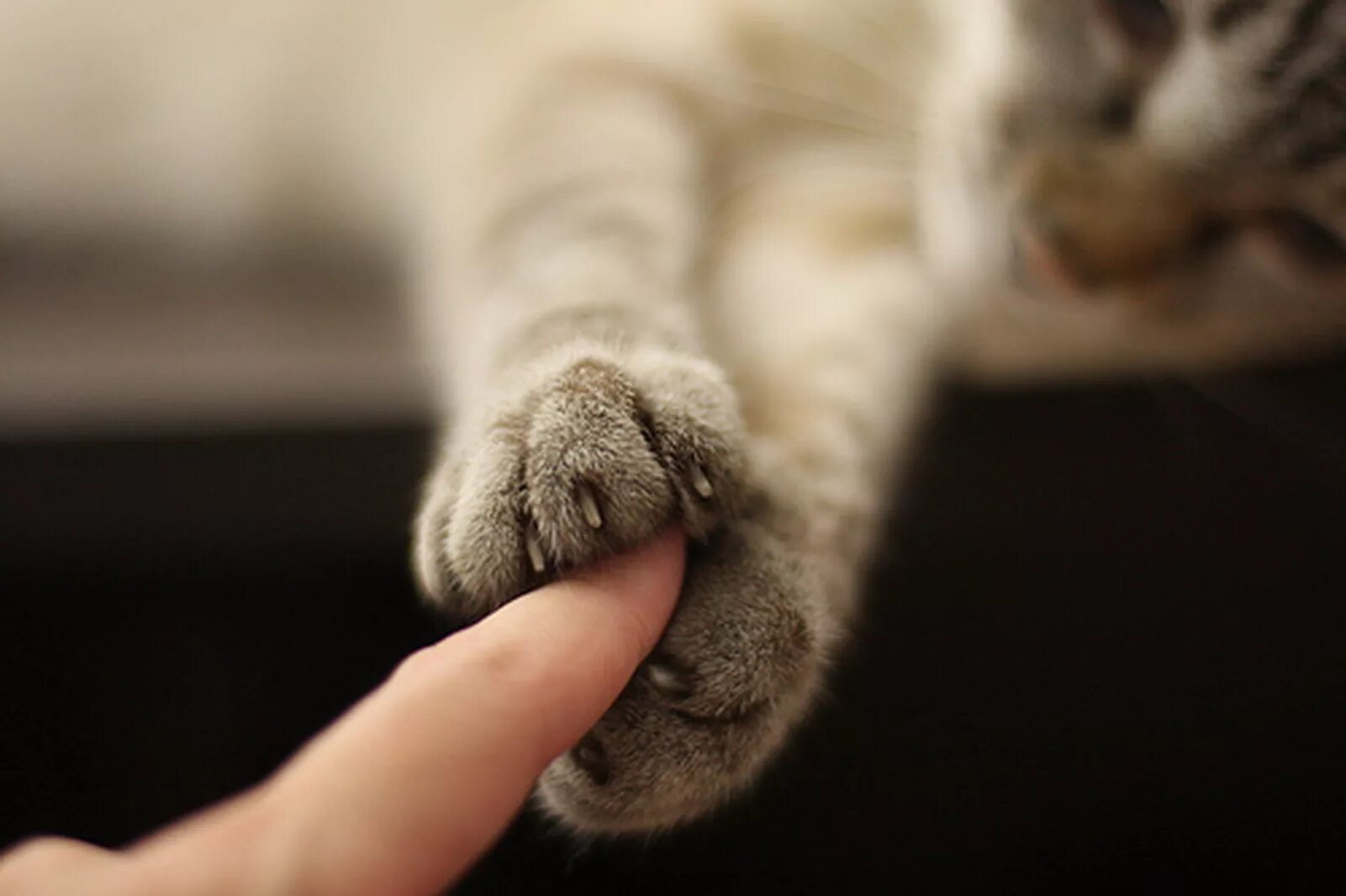 Кот кладет лапу на лапу. Лапка кота. кошачья лапа. котик тянет лапки. пушистые лапки.