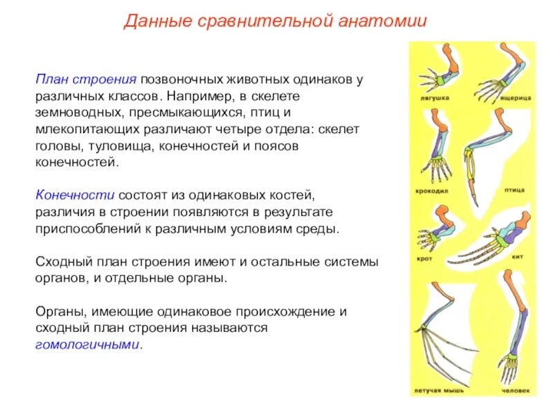 Конечности их функции пресмыкающихся и млекопитающих. План строения скелета позвоночных. различия строения скелета конечностей животных.разных.классов. конечности млекопитающих. конечности позвоночных животных.