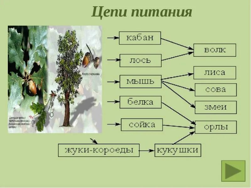 Схема питания леса 4 класс