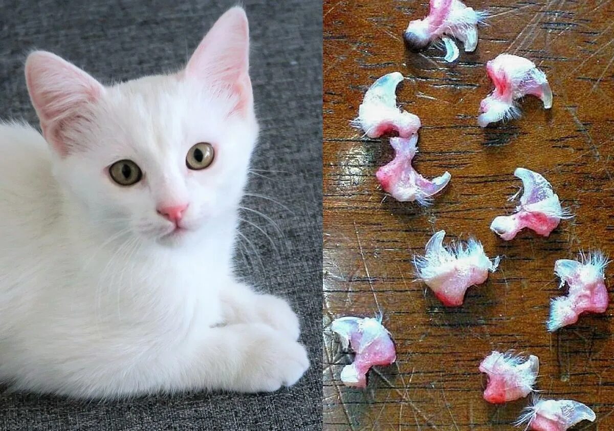 Снять котиков. Кошки на дереве. Кота снимают с дерева. Кот фотографирует. Хозяйственный кот.