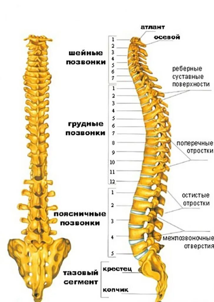 Поясница схема. Строение позвоночника человека анатомия. Th4 позвонок. Строение позвоночника пояснично крестцовый отдел позвоночника. Строение отделов позвоночного столба.