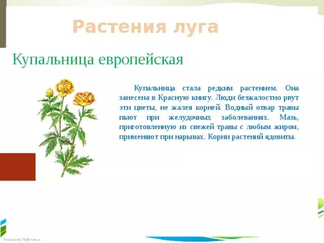 Сожалеть корень слова. Собери корень слова. Сожалеть корень слова. Корень слова 2 класс. Сожалеть корень слова.