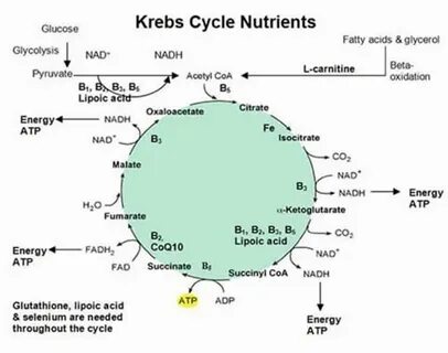 Krebs