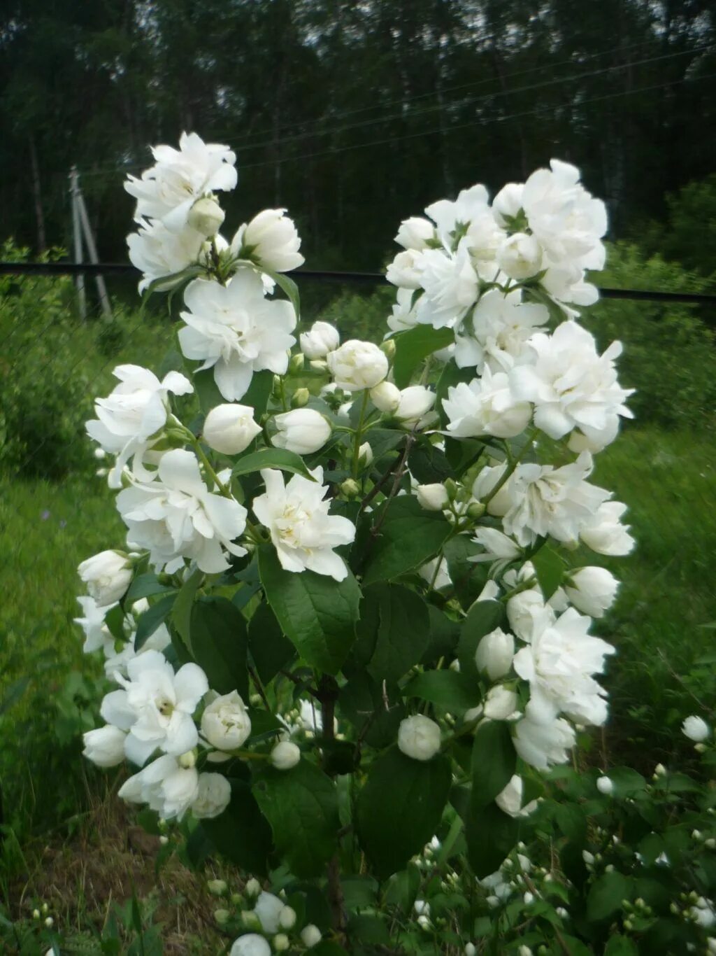 Кустарник чубушник описание. Чубушник батлер. Кустарник чубушник описание. Чубушник грандифлорус. Кустарник чубушник описание.