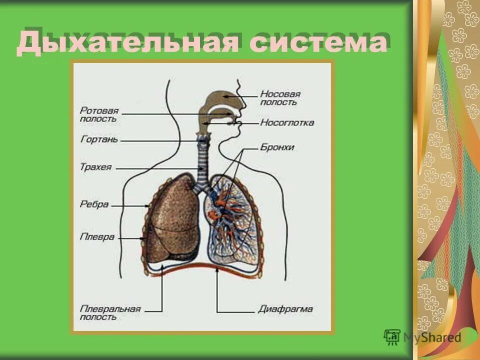 Механизм дыхания 8 класс биология. Дыхательная система человека газообмен. Дыхательная система человека схема 4 класс. Органы дыхания и газообмен таблица. Защитные механизмы дыхательной системы.