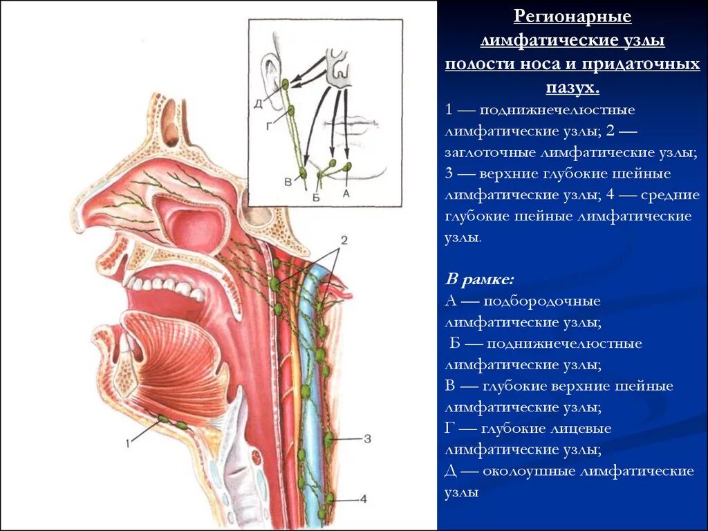 Заглоточные лимфоузлы