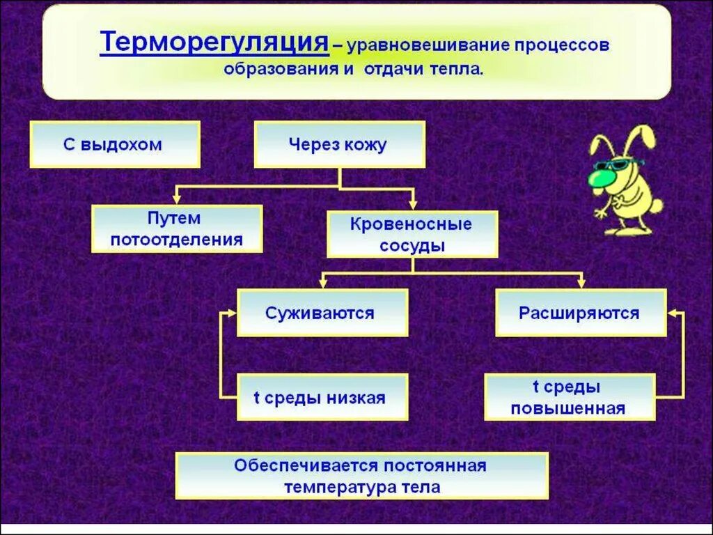 Какие структуры участвуют в терморегуляции организма человека. Терморегуляция. Процесс терморегуляции организма человека. Процесс терморегуляции кожи. Терморегуляция схема.