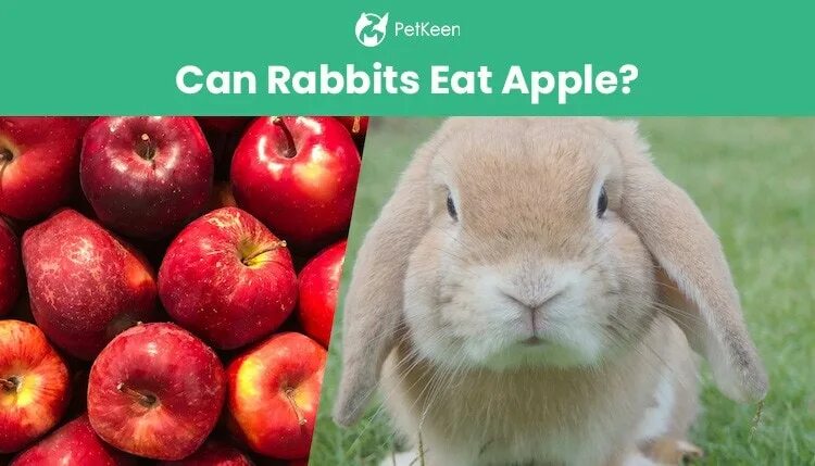 Можно кролику яблоко. Кролик ест яблоко. Кролик с яблоками. Кроличье яблоко. Ли зайцы яблоки.