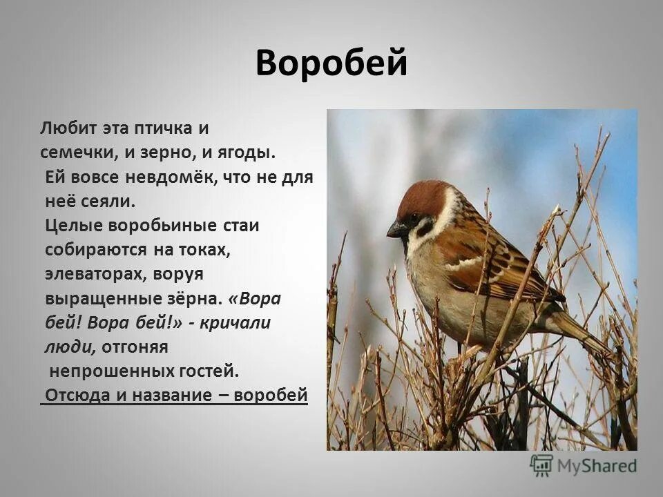 Текст воробей 1 класс. Описание воробья. Воробей для презентации. Воробей описание птицы. Воробей для детей.