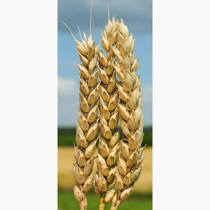 1 сорт пшеницы. Лютесценс 62. Лютесценс пшеница. Белотурка сорт пшеницы. Мягкая пшеница лютесценс.
