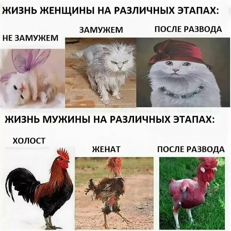 Жизнь бывшей после развода. Женщина и мужчина до и после развода. до свадьбы и после развода. мужчина до развода и после. мужик до замужества и после.