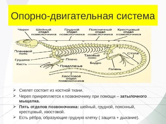 Шейный отдел пресмыкающихся состоит из. Опорно двигательная система рептилий 7 класс. Класс пресмыкающиеся опорно двигательная система. Опорнодвигательная система пресмыкающихся. Отделы позвоночника пресмыкающихся.