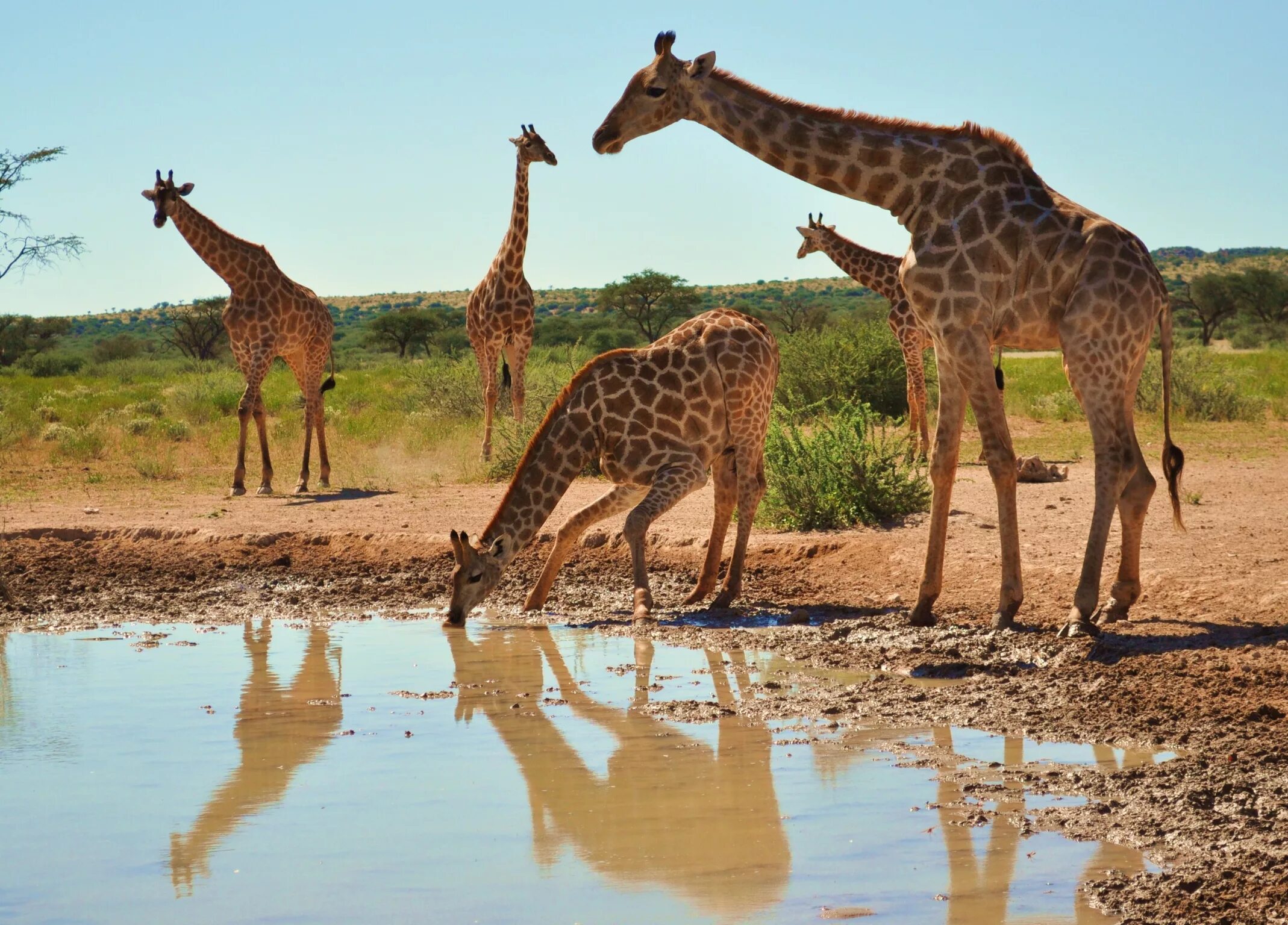 Африканские животные. Жирафы в Африке. Жирафы на водопое.