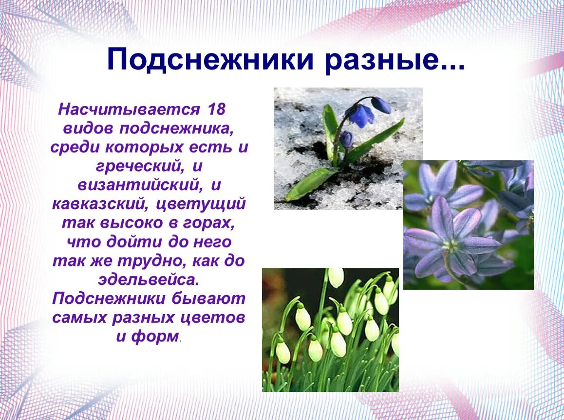 Описание подснежника. Рассказать про Подснежник. Факты о подснежниках. Интересное о подснежниках для детей.