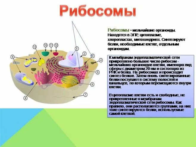 Органоид принимает участие в делении клетки. Органоиды синтезирующие белок. Клетки синтезирующие белки. Органоиды в клетки синтезирующие белки. Органелла синтезирующая белок.