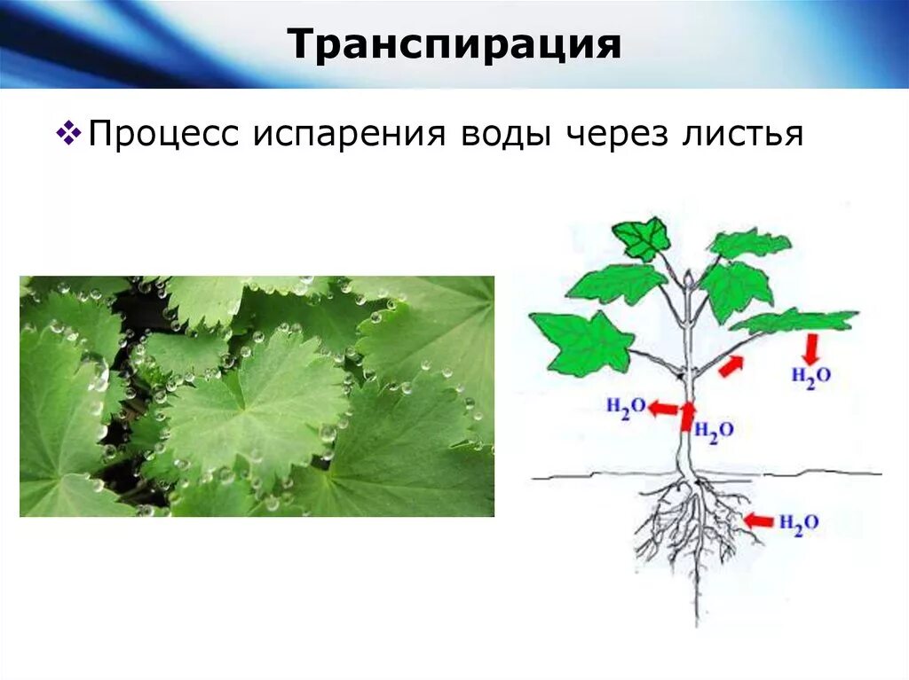 Схема транспирации растений. Транспирация испарение воды. Транспирация воды у растений. Функции транспирации растений.