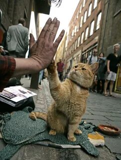 Hello street cat 4chan