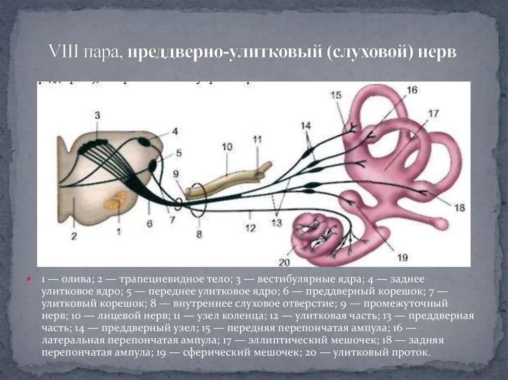 Ядра преддверно улиткового нерва. Преддверно улитковый нерв. Преддверно-улитковый нерв анатомия схема. Ядра 8 пары ЧМН. Строение вестибулярного нерва