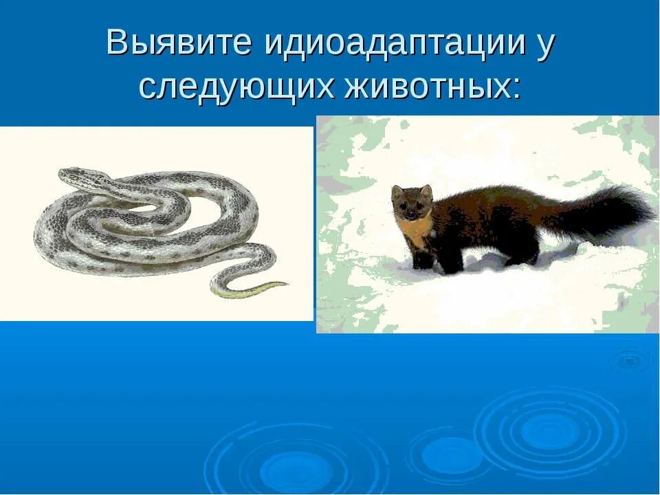 Понятие об идиоадаптации. Идиоадаптация отсутствие конечностей у змей. Змея идиоадаптация. Схема ароморфоза идиоадаптации и дегенерации. Змея идиоадаптация.