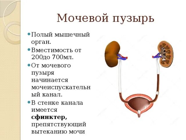 Мочевой пузырь строение и функции. Физиологическая емкость мочевого пузыря взрослого человека. Ёмкость мочевого пузыря у взрослого человека составляет. Физиологическая емкость мочевого пузыря составляет. Емкость мочевого пузыря в среднем составляет.