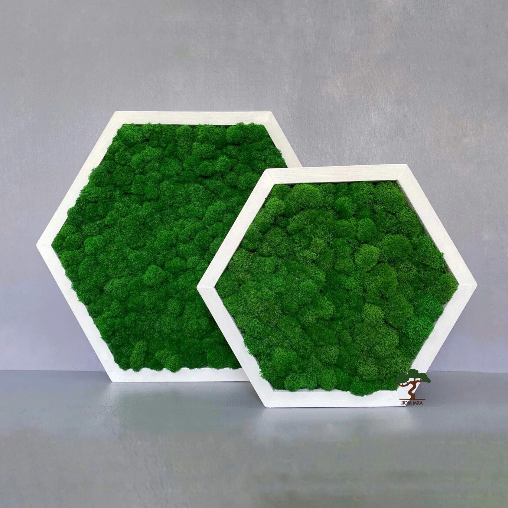 Сота мастер. Мох ягель стабилизированный в интерьере. Мох ягель изумруд. Соты со мхом. Лоток сота.
