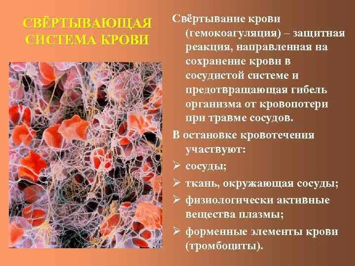 Функция свертывания крови выполняют. Участвует в свертывании крови. Механизм свертывания крови. Процесс свертывания крови.