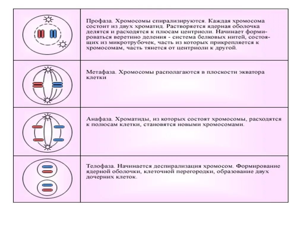 Митоз фазы кратко. Фазы деления митоза таблица. Таблица деление клетки митоз 10 класс биология. Фазы митоза таблица 10 класс. Фазы деления клетки митоз таблица.