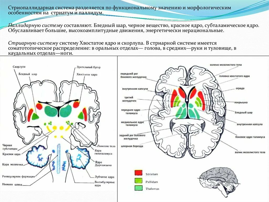 Подкорковые поражения мозга. Стриопаллидарная система и экстрапирамидная системы. Базальные ядра Стриопаллидарная система. Базальные ядра экстрапирамидная система. Стриопаллидарная система головного мозга.