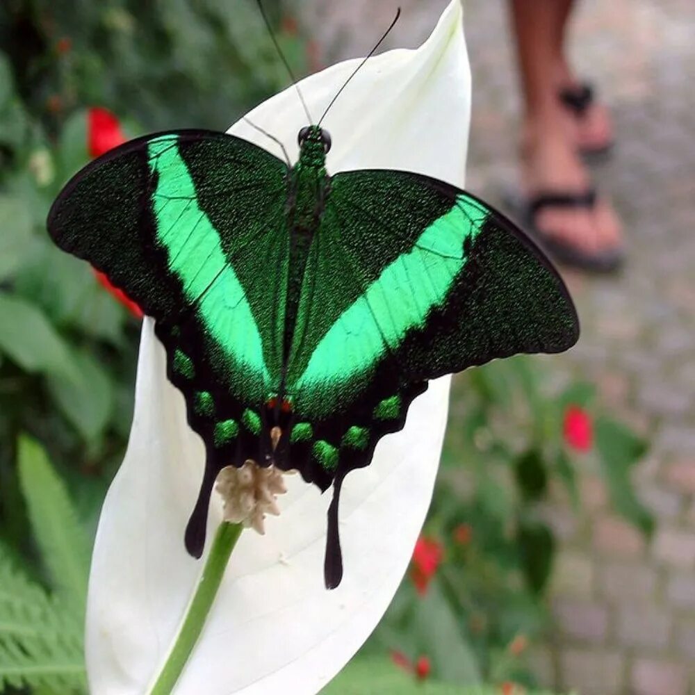 Разнообразие бабочек. Урания Мадагаскарская. Бабочка Урания гусеница. Тропические бабочки. Редкие красивые бабочки.