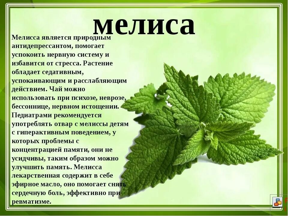 Мята польза для человека. Мелисаописание для детей.