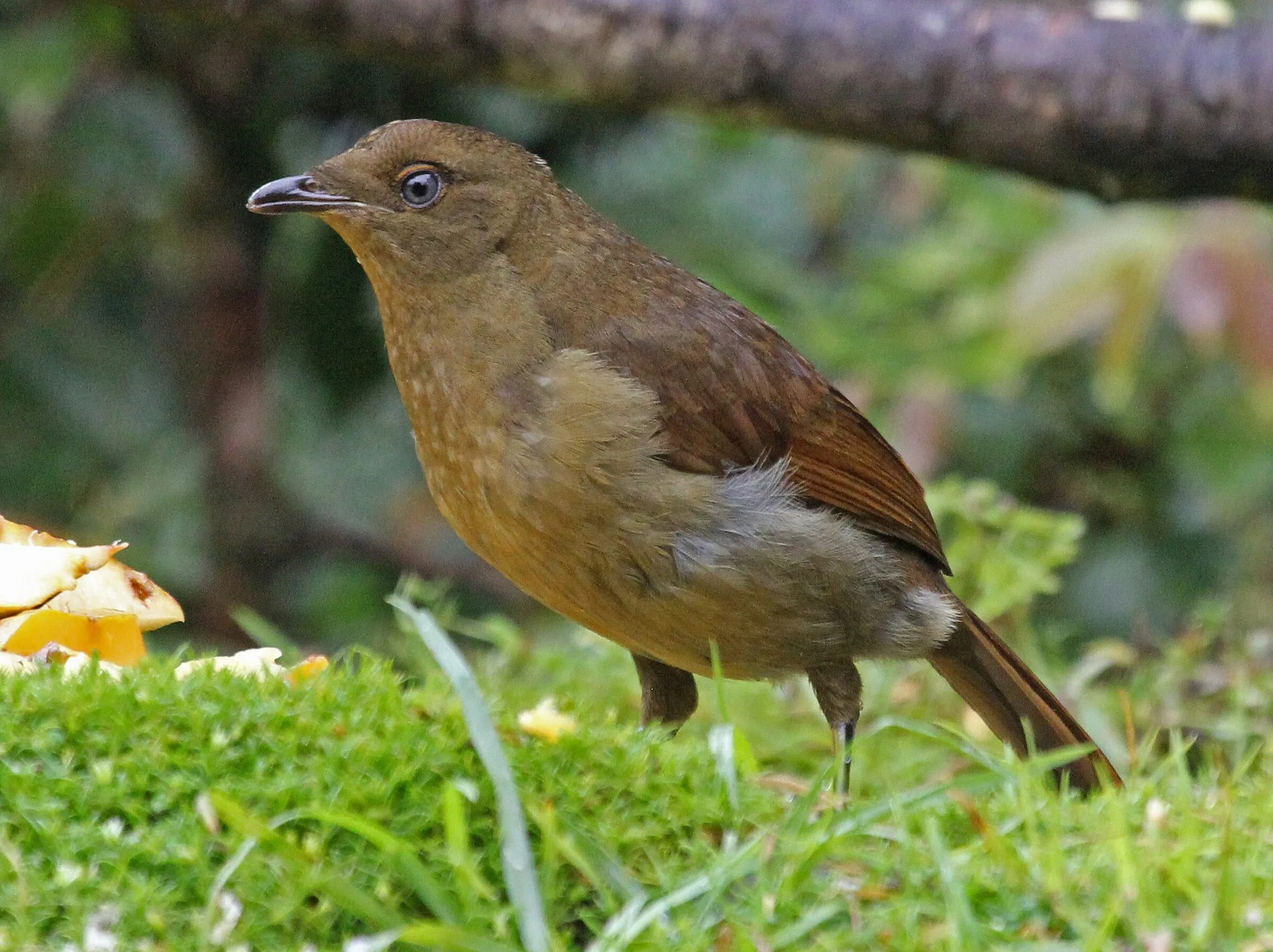 Cnemophilus loriae. Cnemophilus macgregorii. Древесница Киртланда. Дроздовые Воробьинообразные.