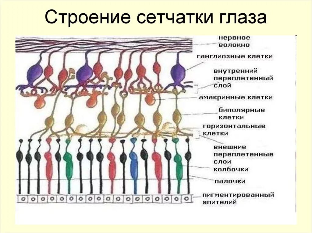 Сетчатка глаза строение слои. Строение глаза человека колбочки и палочки. Строение сетчатки таблица. Слои сетчатки глаза анатомия. Палочки и колбочки сетчатки гистология.