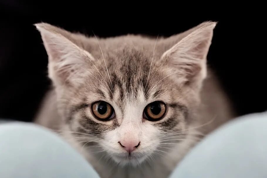 Кошка 1. Симметрия кошки. Симметричная кошка. Короткошерстные киски. Котенок оригинал.