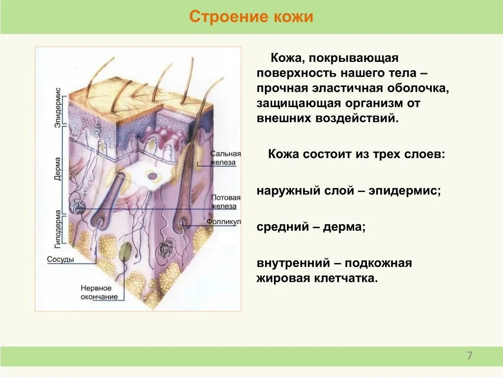 Значение кожи и ее строение тест. Функции дерма кожи человека. Внешнее строение кожи. Строение кожи 3 слоя. Строение третьего слоя кожи.