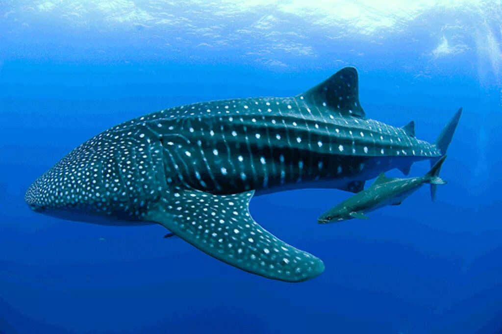 Китовая акула. Whaleshark. Пятнистая акула китовая. Гигантская китовая акула.