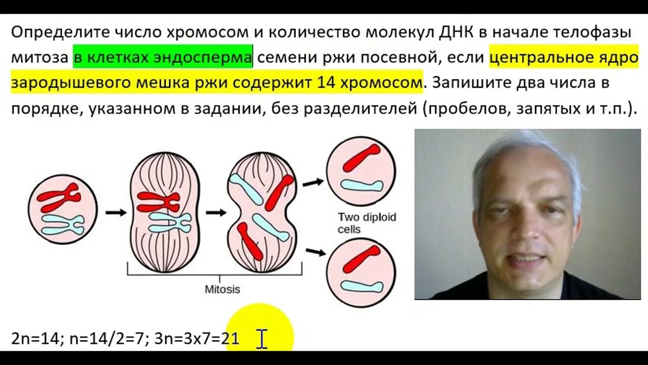 Сколько хромосом содержит эндосперм. Определите число хромосом телофазы митоза в клетках эндосперма. Эндосперм набор хромосом и ДНК. Количество хромосом в эндосперме. Набор хромосом в телофазе эндосперма.