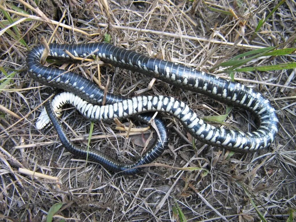 Цвет гадюки. Гадюка Никольского. Гадюка Никольского (Vipera nikolskii). Гадюка обыкновенная голубая. Чёрная гадюка змея.