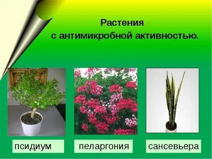 Откуда попали к нам пеларгония сансевьера