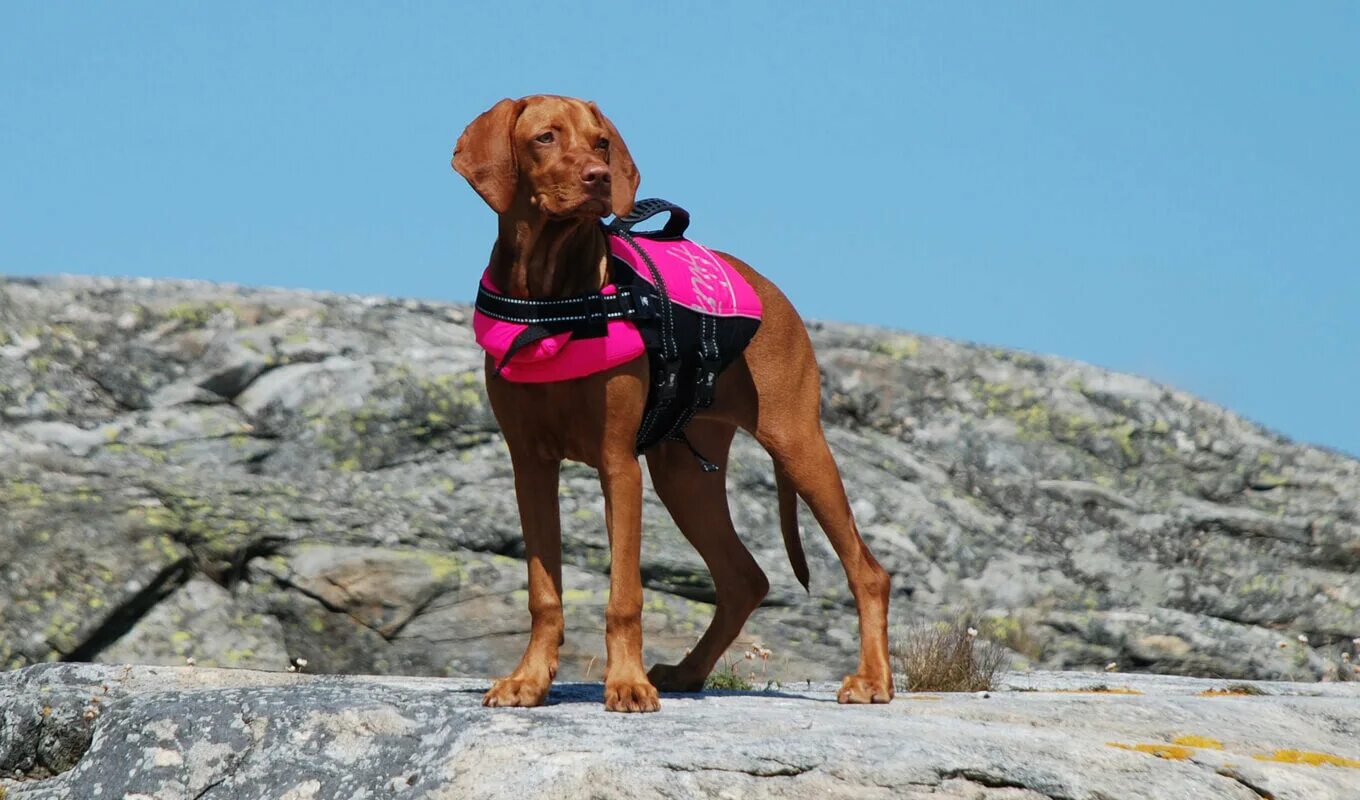 Life is dog