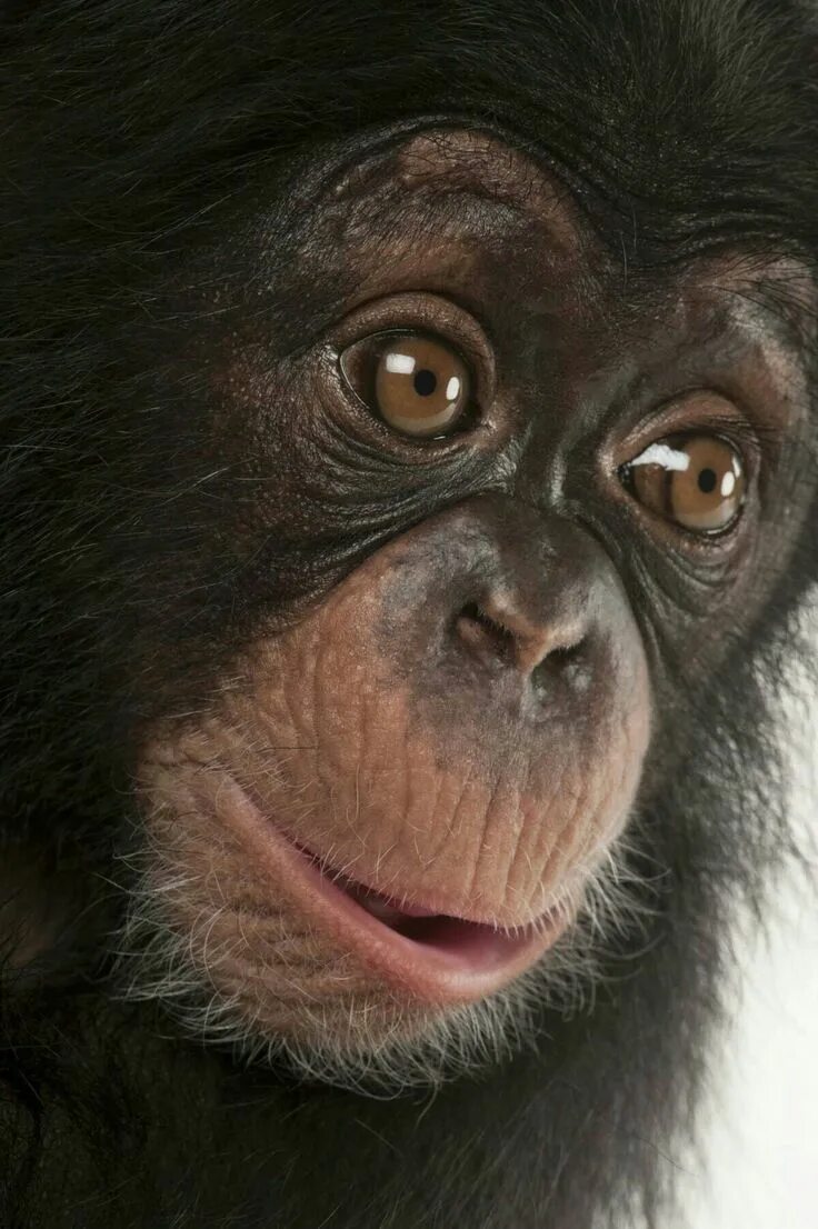 Facing monkey