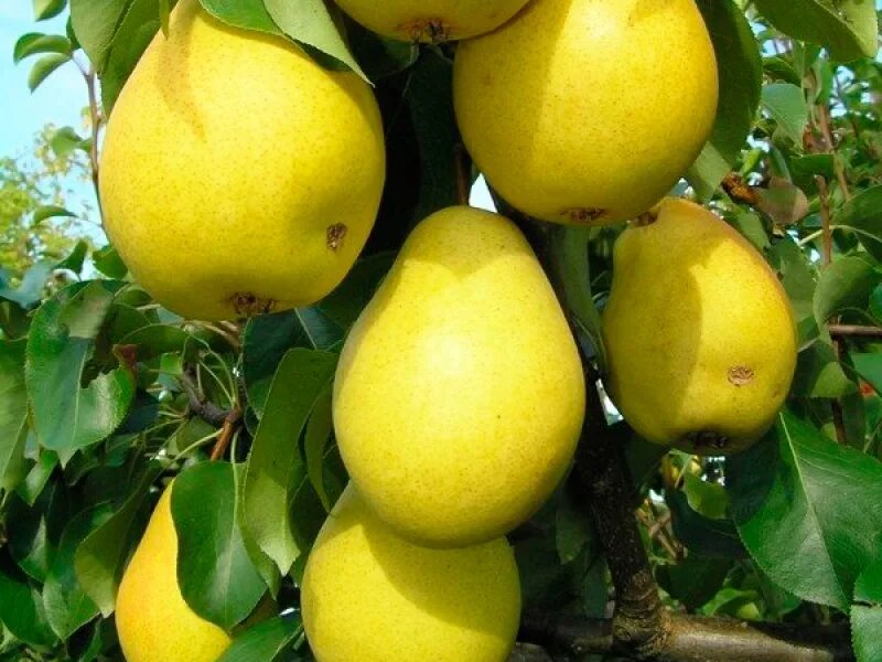 Груша чижовская отзывы фото - DelaDom.ru