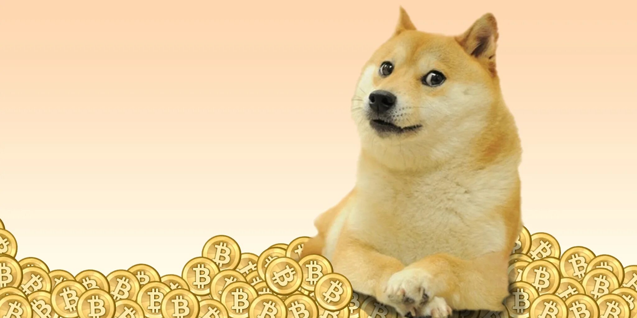 Подпишись и будь в курсе. Шиба ину криптовалюта. Сиба-ину Dogecoin. Dogecoin собака. Doge альткоин.