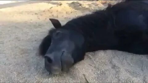 Лошади нападают во сне