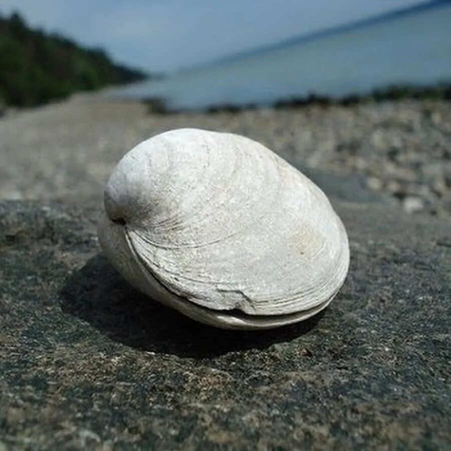 Clam cat. Моллюск. океанический куахог. малюска. clams.