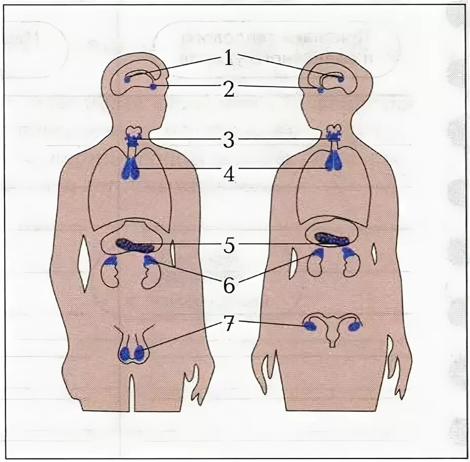 Железы внутренней секреции рисунок 8 класс биология. Строение желез внутренней секреции. Железы внешней внутренней и смешанной секреции. Рисунок 72 железы внутренней секреции.