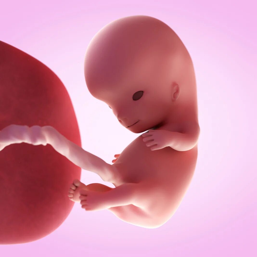 10 Недель беременности фото плода. Как выглядит эмбрион в 10 недель. Плод ребенка в 10 недель беременности. Почему на 10 неделе беременности