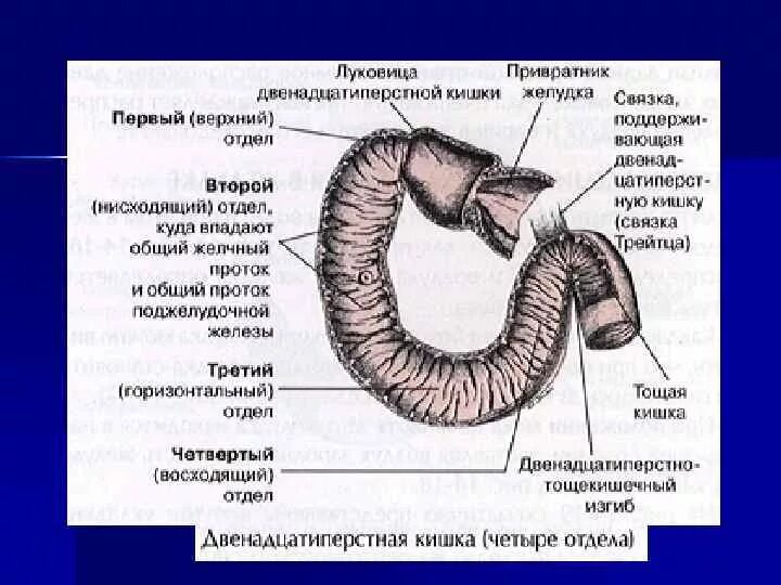 Постбульбарный отдел 12 перстной кишки. Отделы луковицы 12 перстной кишки. Двенадцатиперстная кишка постбульбарный отдел. Двенадцатиперстная кишка луковица ДПК.
